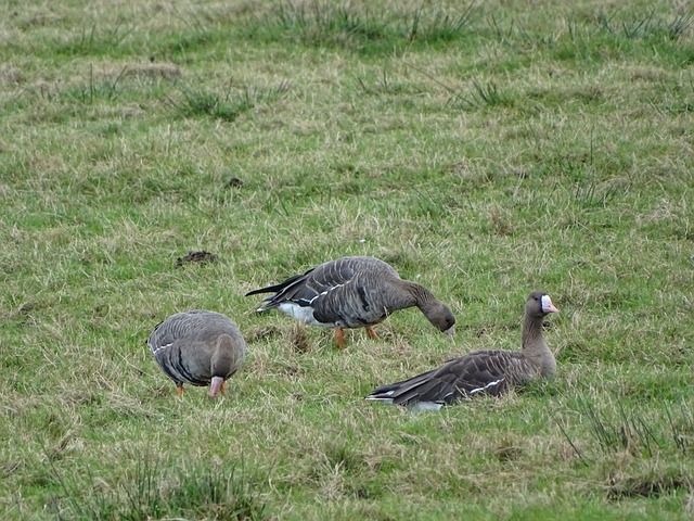 大豆精炼油设备,1吨-10吨大豆精炼油生产线